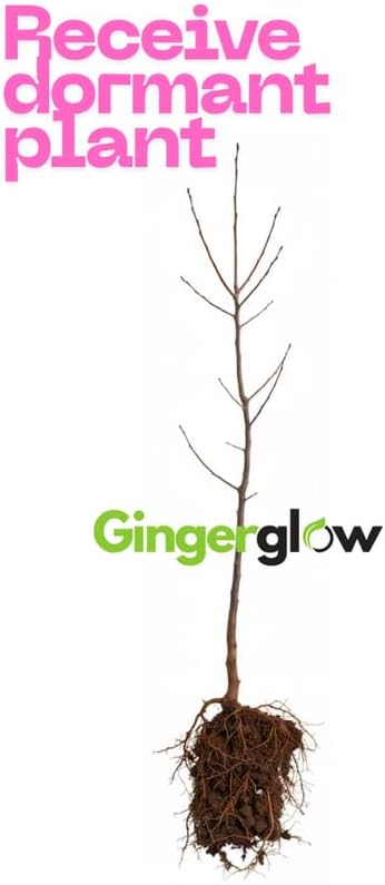 2 Live Bush Honeysuckle Plants Live for Planting | 6–12 Inc Starter Size | Non-Climbing Fragrant Flowering Shrub for Outdoor Gardens, Hedges & Walkways