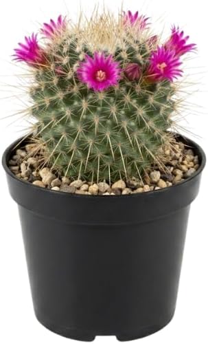 Live Cactus Plant Un Pico (Mammillaria Spinosissima), 4" Pot, Low Maintenance Rare Cactus, Drought Tolerant Houseplant for Indoor Décor, Windowsills & Succulent Collections
