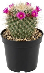 Live Cactus Plant Un Pico (Mammillaria Spinosissima), 4" Pot, Low Maintenance Rare Cactus, Drought Tolerant Houseplant for Indoor Décor, Windowsills & Succulent Collections