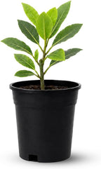 Bay Leaf Tree Live Plant, 5-7" Tall, Low Maintenance Aromatic Culinary Herb for Home Chefs, Resilient Evergreen for Planters