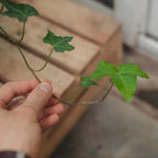 Gold Child English Ivy Plant Live in 6'' Inch Pot | English Ivy Live Plants | Trailing & Climbing Easy-Care Ivy Houseplant | Real English Ivy Plant for Pots, Shelves & Hanging Displays