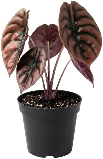 Cuprea Alocasia Live Plant, 4-Inch Tall, Easy Care Rare Alocasia Plant, Decorative Foliage Plant for Home, Office or Garden