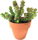 Baby’s Necklace Crassula Live Succulent in 4" Inch Pot | String of Buttons Type | Easy-Care Trailing Plant for Indoor Displays
