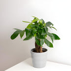 Money Tree, 4 Inch Pot Size, Potted Indoor Plant, Low Maintenance Decorative Tree for Bright Indirect Light
