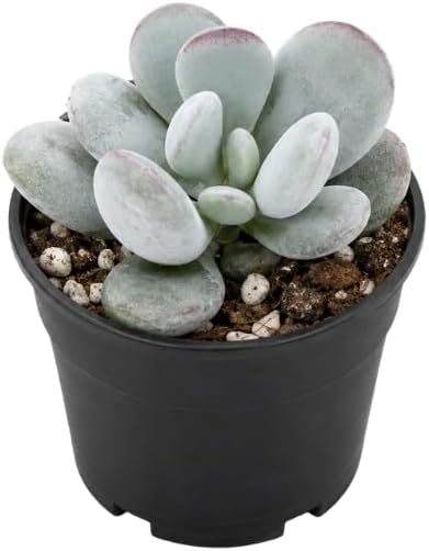 Live Succulent Cotyledon Orbiculata, 2 Inch Pot Rare Succulent Plant Live, Easy Care, Beautiful Vibrant Color for Indoor Décor, Desk & Small Spaces