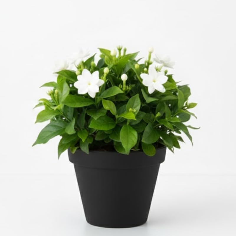 Maid of Orleans Jasmine Plant Live in 4 Inch Pot | Fragrant White-Blooming Jasmine | Easy to Grow Live Jasmine Plant for Indoor Home Décor