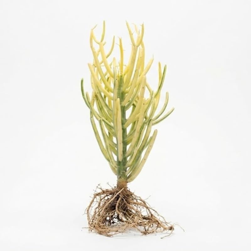 Pencil Cactus Bare Root Live Plant | Variegated Pencil Plant Live Succulent | Decorative Cactus Pencils | Live Indoor Cactus Plant for Home Decor, Office Spaces & Gift Ideas