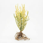 Pencil Cactus Bare Root Live Plant | Variegated Pencil Plant Live Succulent | Decorative Cactus Pencils | Live Indoor Cactus Plant for Home Decor, Office Spaces & Gift Ideas