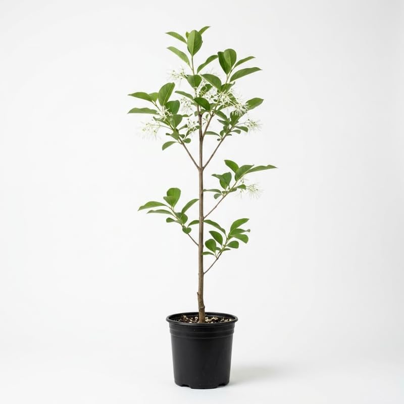 Kousa Japanese Dogwood Tree Live Plant, 12-18 Inch Tall in Quart Pot, White Flowering Ornamental Tree, Cold-Hardy Flowering Shrub for Sun or Shade