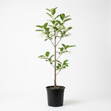 Kousa Japanese Dogwood Tree Live Plant, 12-18 Inch Tall in Quart Pot, White Flowering Ornamental Tree, Cold-Hardy Flowering Shrub for Sun or Shade