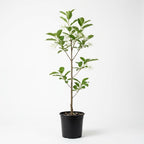 Kousa Japanese Dogwood Tree Live Plant, 12-18 Inch Tall in Quart Pot, White Flowering Ornamental Tree, Cold-Hardy Flowering Shrub for Sun or Shade