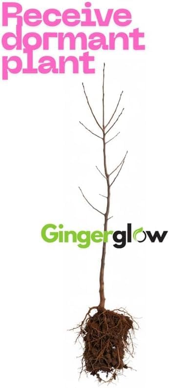 2 Ann Magnolia Live Plants | 8-12 Inch Bare Root Rooted Cuttings | Deep Purple-Pink Flowering Shrub | Deciduous Magnolia Hybrid for Garden