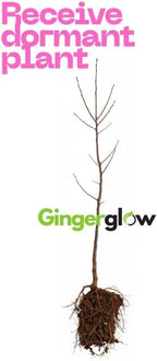 2 Elderberry Live Plants | 8-12 Inches Bare Root Rooted Cuttings | Black Sambucus Deciduous Fruit Shrub | Well-Rooted for Outdoor Garden and Landscape