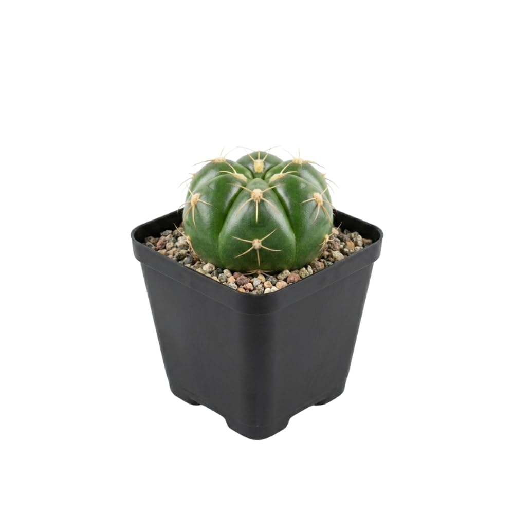 Gymnocalycium Horstii Green Tomato Cactus Plant Live, 4" Pot, Fully Rooted, Easy Care, Unique Ornamental Live Succulent Plant for Home, Office & Indoor Displays