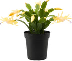 Christmas Cactus Plants Live – Yellow Bloom Variety | 3–4 Inch Pot | Low Maintenance Winter-Flowering Houseplant