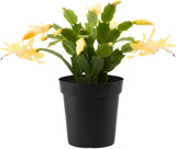 Christmas Cactus Plants Live – Yellow Bloom Variety | 3–4 Inch Pot | Low Maintenance Winter-Flowering Houseplant