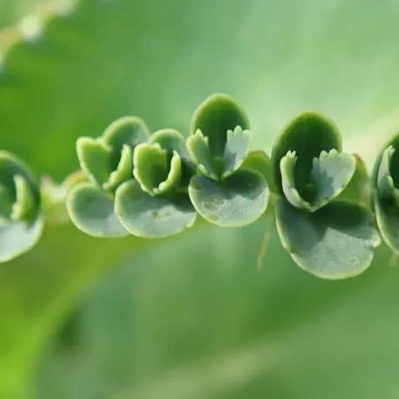 Mother of Thousands Live Plant in 4" Inch Pot | Kalanchoe Succulent Houseplant | Easy-Care Indoor Plant with Baby Plantlets