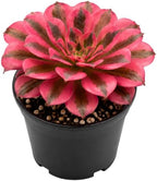 Aeonium Wink Witch Live Succulent, 4" Pot, Fully Rooted Succulent Live, Low Maintenance, Drought Tolerant Houseplant, Ideal for Home, Desks, Patios & Gifts