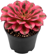 Aeonium Wink Witch Live Succulent, 4" Pot, Fully Rooted Succulent Live, Low Maintenance, Drought Tolerant Houseplant, Ideal for Home, Desks, Patios & Gifts