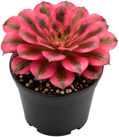 Aeonium Wink Witch Live Succulent, 4" Pot, Fully Rooted Succulent Live, Low Maintenance, Drought Tolerant Houseplant, Ideal for Home, Desks, Patios & Gifts