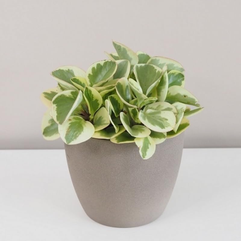 Peperomia Obtusifolia Variegated Live Plant | Baby Rubber Plant in 4'' Inch Pot | Easy-Care Peperomia Live Indoor Houseplant | Attractive Variegated Rubber Plant for Home & Office Décor