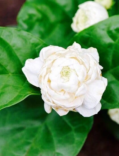 Grand Duke Jasmine Live Plant – 4–5 Inch Tall Tuscany Jasmine | Fragrant Flowering Houseplant | Gift Story Card Included | Friendship & New Home Gift for Women