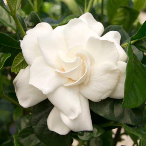 Belle of India Jasmine Plant Live | Size 4 to 5 Inch Tall | Housewarming Friendship Gifts for Women Best Friend Presents for Mom Birthday Gift for New Home