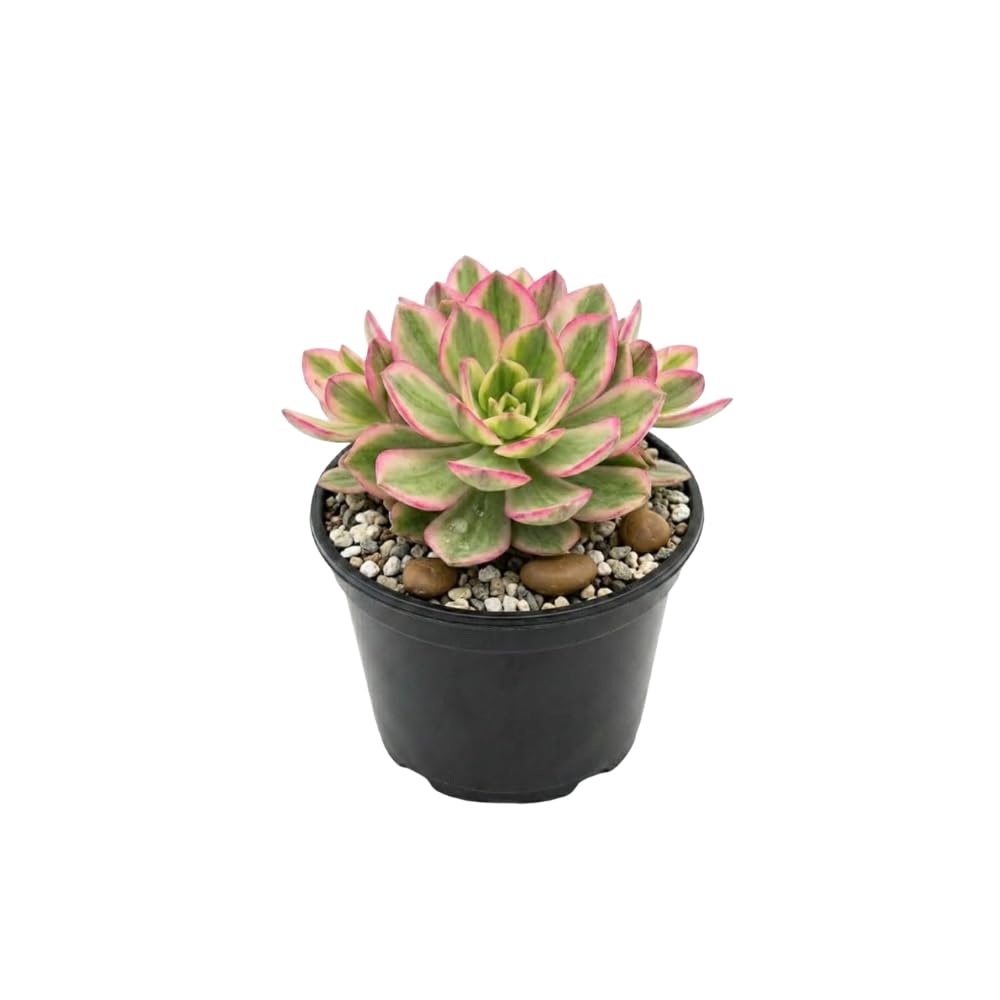 Live Succulent Echeveria Chroma, 2 Inch Pot Rare Succulent Plant Live, Easy Care, Beautiful Vibrant Color for Indoor Décor, Desk & Small Spaces