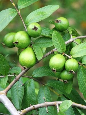 Pink Guava Plant Starter | Tropical Fruit Tree Starter for Home & Garden | 4 to 6 Inc in Height | Sweet Pink Guava Variety