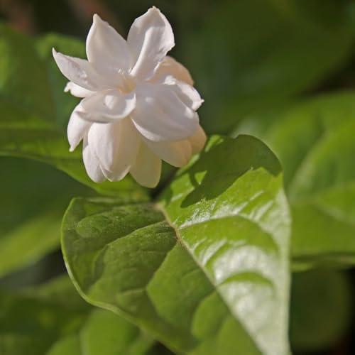 Belle of India Jasmine Plant Live | Size 4 to 5 Inch Tall | Housewarming Friendship Gifts for Women Best Friend Presents for Mom Birthday Gift for New Home