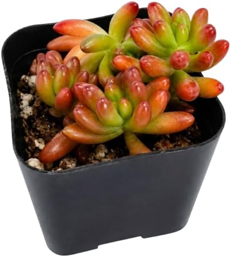 Live Succulent Sedum Rubrotinctum Aurora/Jelly Beans, 2 Inch Pot Rare Succulent Plant Live, Easy Care, Beautiful Vibrant Color for Indoor Décor, Desk & Small Spaces