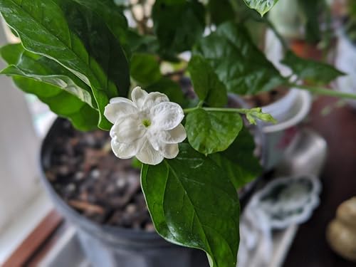 Belle of India Jasmine Plant Live | Size 4 to 5 Inch Tall | Housewarming Friendship Gifts for Women Best Friend Presents for Mom Birthday Gift for New Home