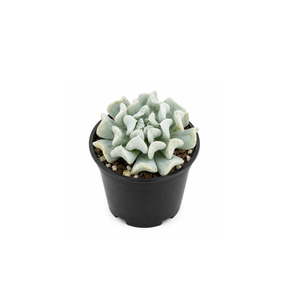 Live Succulent Echeveria Chroma, 2 Inch Pot Rare Succulent Plant Live, Easy Care, Beautiful Vibrant Color for Indoor Décor, Desk & Small Spaces