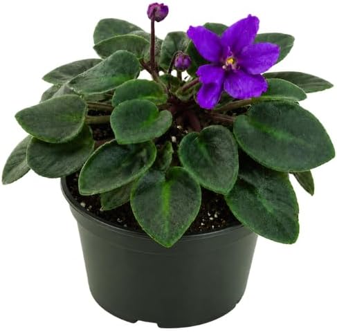 Purple African Violets Live Plant Bare Root, Easy Care Violets Plant Live, Low Light Flowering Houseplant, Ideal for Indoor Decoration & Window Sill Garden