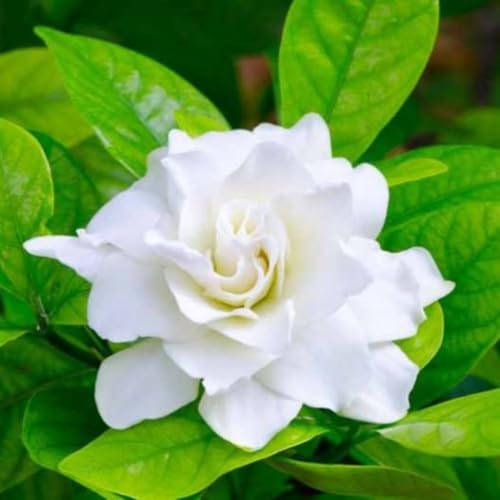 Belle of India Jasmine Plant Live | Size 4 to 5 Inch Tall | Housewarming Friendship Gifts for Women Best Friend Presents for Mom Birthday Gift for New Home
