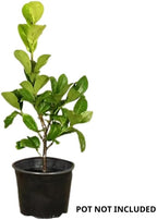 2 Cherry Laurel Tree Live Plants | 1-2ft Bare Root Seedlings | Low Maintenance Evergreen Ornamental Shrub | Robust Well-Rooted Plants