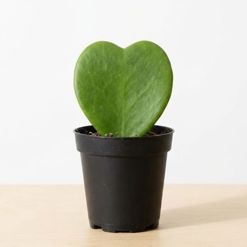2 Hoya Heart Plant, 2 Inch Pot Size, Potted Heart-Shaped Succulent, Small Decorative Plant for Bright Indoor Areas and Shelves