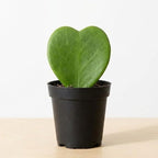 Hoya Kerrii Plant Live, 2" Potted Plant, Easy Care Indoor Greenery, Heart Foliage for Home Decor and Small Spaces