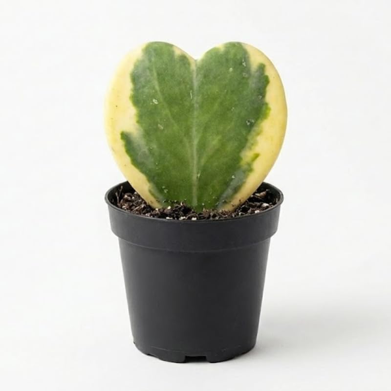 Variegated Hoya Kerrii Heart Plant Live, 2 Inch Pot, Potted Heart-Shaped Succulent, Yellow and Green Indoor Plant for Desks and Gifts