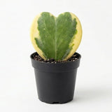 Variegated Hoya Kerrii Heart Plant Live, 2 Inch Pot, Potted Heart-Shaped Succulent, Yellow and Green Indoor Plant for Desks and Gifts