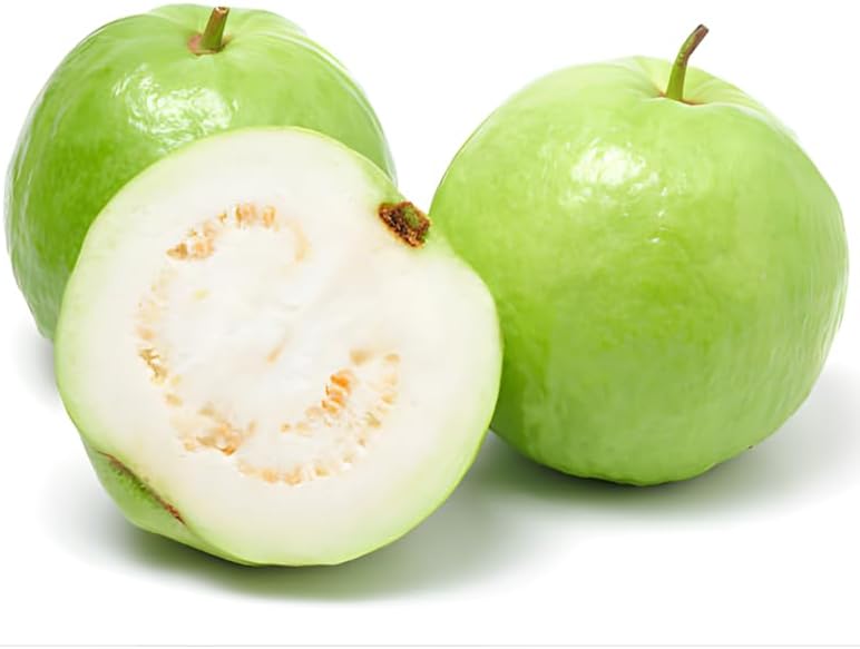 (No Ship to CA,HI,AK) Guava Tree Live Plant - Thai White Guava, 2-3 Feet Size, 3 Gallon Pot, Well-Rooted Tropical Tree, Low Maintenance Fruit Trees for Outdoor Planting