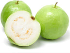 (No Ship to CA,HI,AK) Guava Tree Live Plant - Thai White Guava, 2-3 Feet Size, 3 Gallon Pot, Well-Rooted Tropical Tree, Low Maintenance Fruit Trees for Outdoor Planting