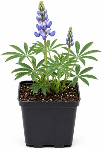 Wild Lupine Live Plant, 2-4" Tall in 3" Pot, Grow Robust, Easy to Care Vibrant Blue Flowers for Pollinator Gardens