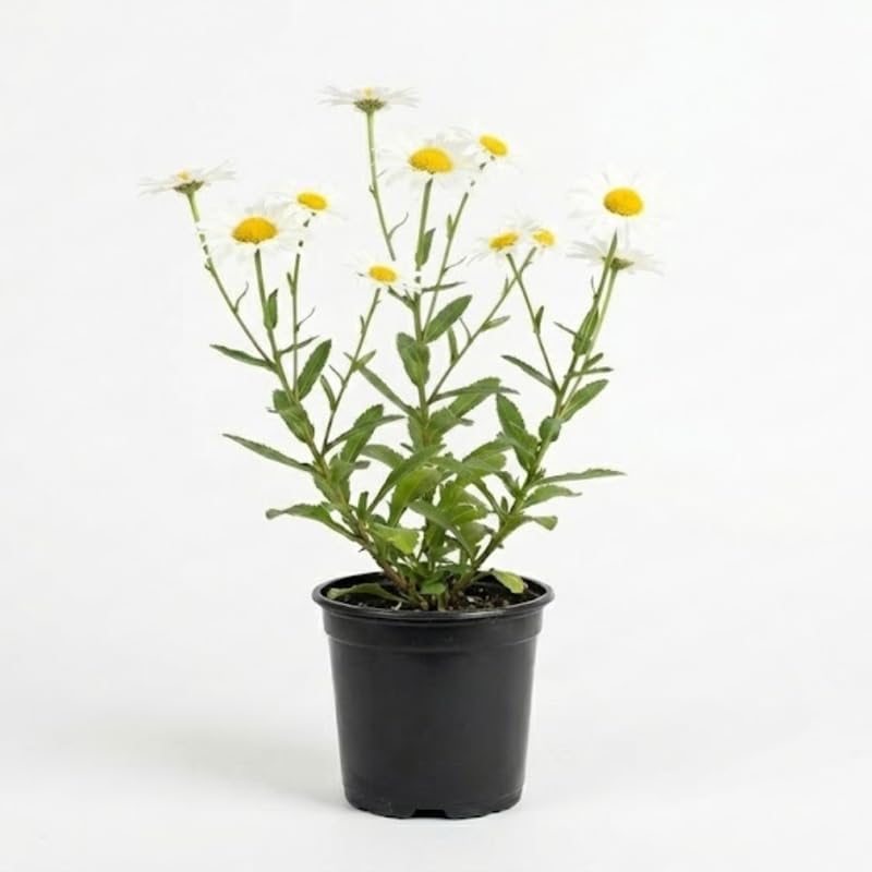 2 Ox-Eye Daisy Plants Live for Planting, 3-Inch Pot, Established Live Flowering Plant, Drought Tolerant White Daisy for Sun and Borders