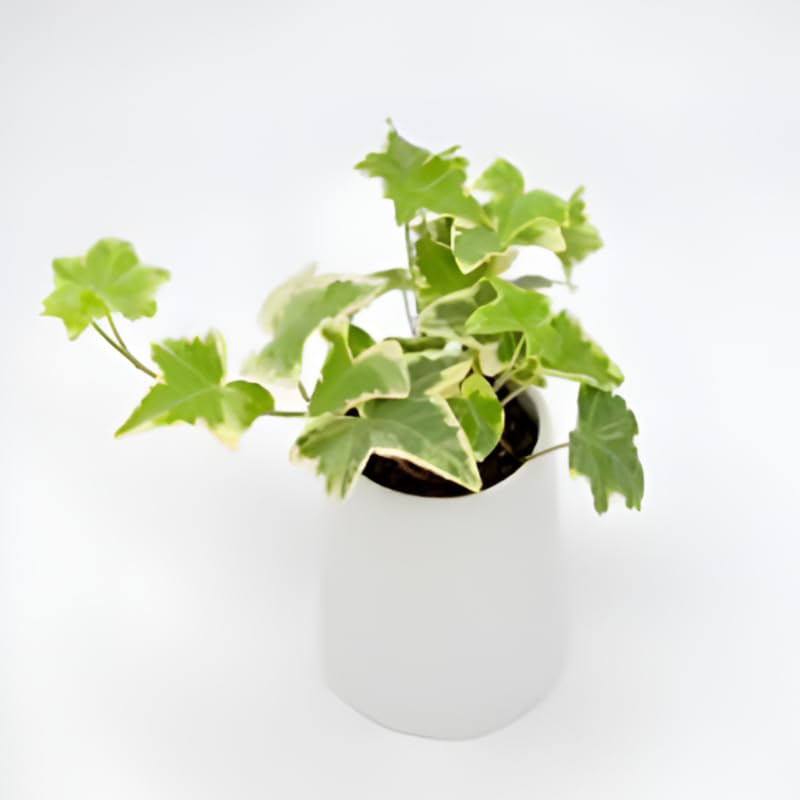 Glacier English Ivy Live Plants in 4” Inch Pot | Fast-Growing Variegated English Ivy Houseplant with Trailing Vines | Glacier English Ivy Indoor Plant for Hanging Planters & Indoor Landscaping