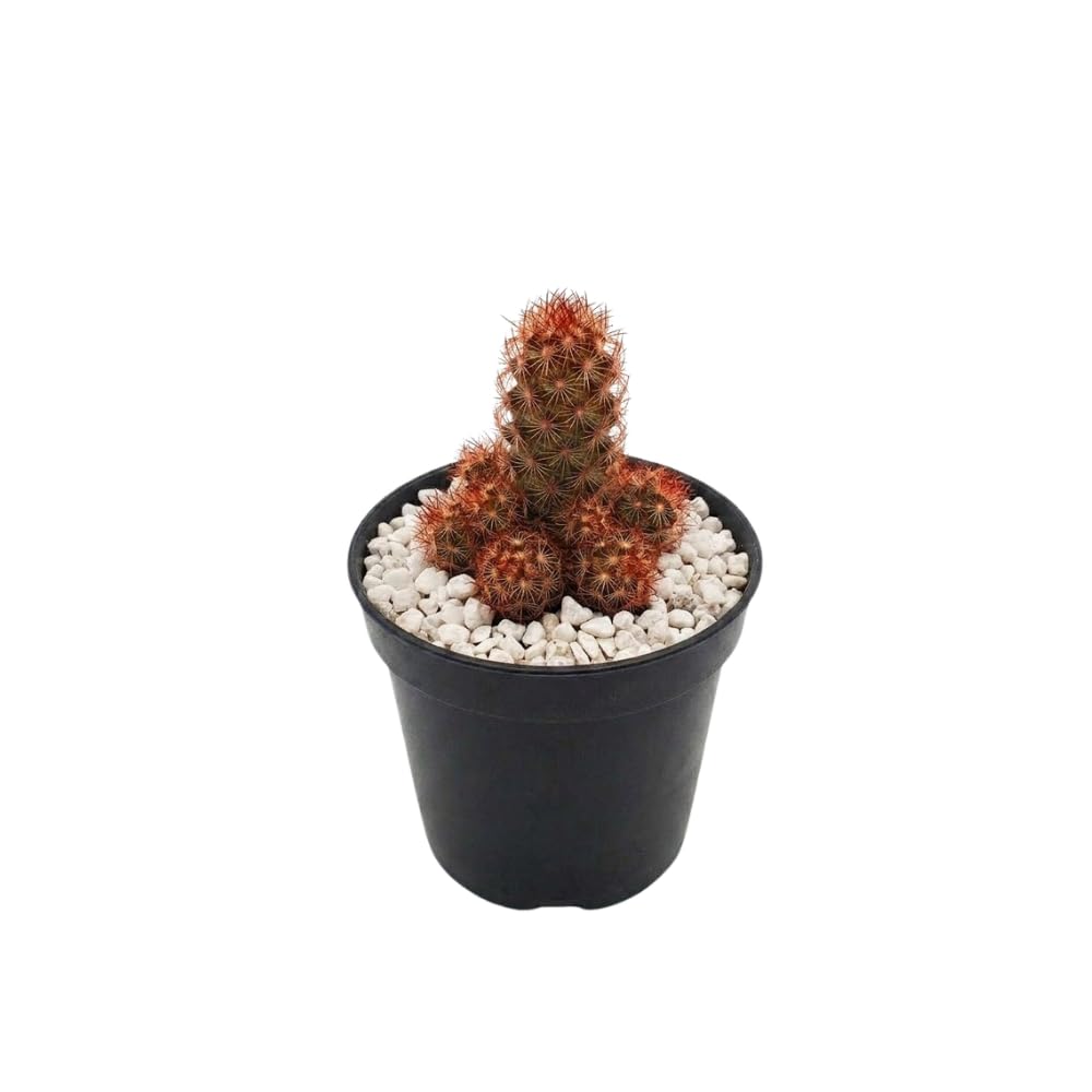 Live Cactus Plant Gymnocalycium Horstii Green Tomato, 4" Pot, Low Maintenance Rare Cactus, Drought Tolerant Houseplant for Indoor Décor, Windowsills & Succulent Collections