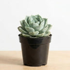 Succulent Plant, Graptoveria Lovely Rose, 2 Inch Pot Size, Unique Rose Appearance Small Plant for Bright Indoor Spaces