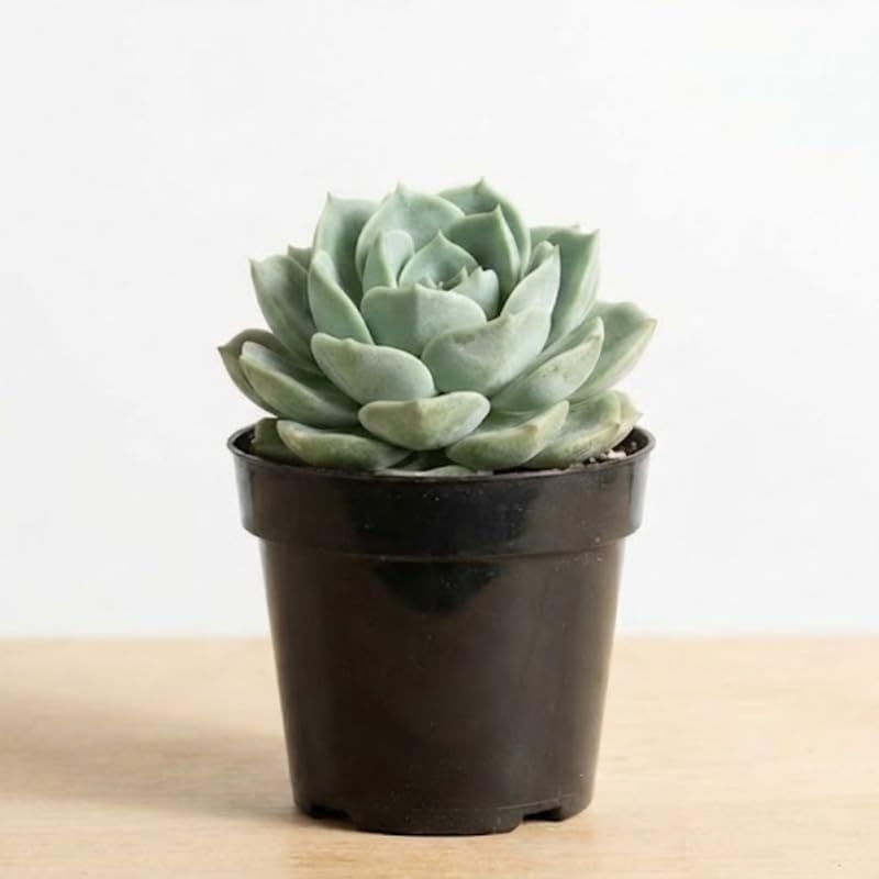 Succulent Plant, Graptoveria Lovely Rose, 2 Inch Pot Size, Unique Rose Appearance Small Plant for Bright Indoor Spaces
