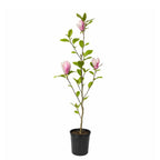 Ann Magnolia Tree Live, 12-18 Inch Tall in 2.5 Inch Pot, Low Maintenance Fragrant Multi-Petal Flowering Shrub for Small Yards and Focal Points
