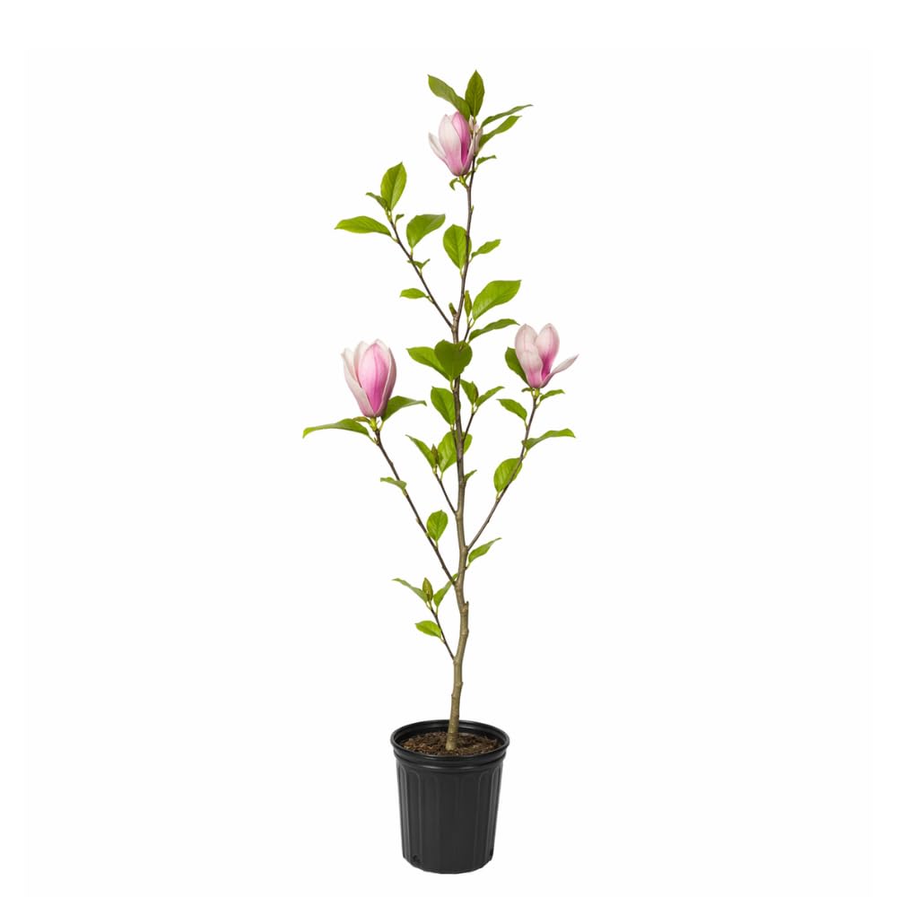 Ann Magnolia Tree Live, 12-18 Inch Tall in 2.5 Inch Pot, Low Maintenance Fragrant Multi-Petal Flowering Shrub for Small Yards and Focal Points